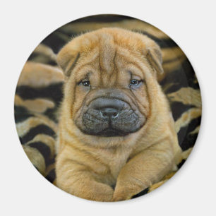 Aimant Shar-Pei 4 semaines Pup