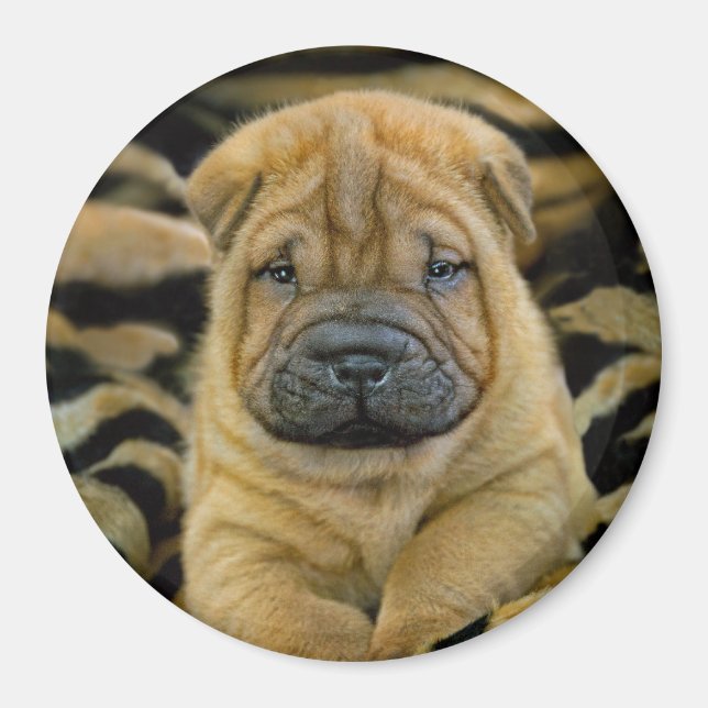 Aimant Shar-Pei 4 semaines Pup (Devant)