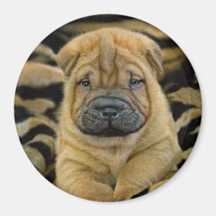 Aimant Shar-Pei chiot âgé de 4 semaines