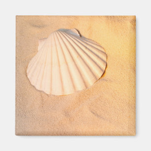 Aimant Shell s'étendant en sable