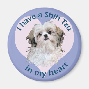 Aimant Shi Tzu dans mon coeur