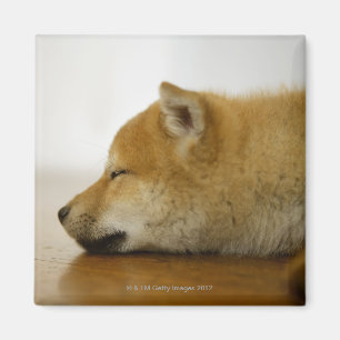 Aimant Shiba-ken de sommeil 3