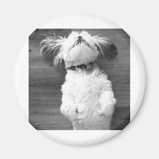 Aimant Shih Tzu Nap (Devant)