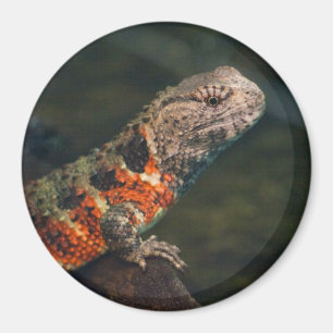 Aimant Shinisaurus crocodile
