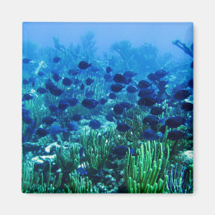 Aimant Shoal of Blue Discus Fish