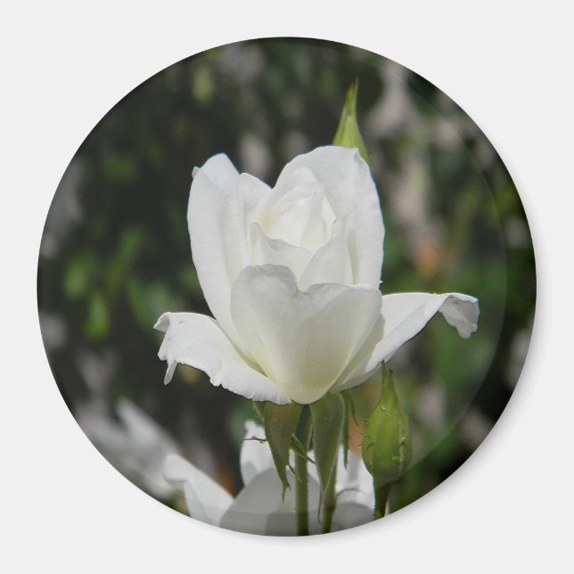 Aimant Si pure..... (Devant)