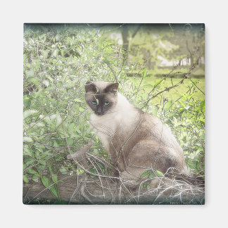Aimant Siamese & Vines