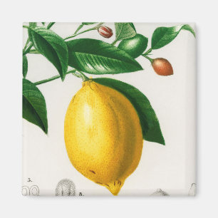 Aimant Sicilian lemon