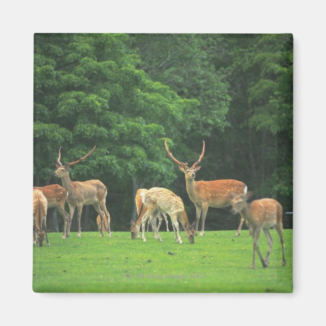Aimant Sika cerf debout dans une clairière (Devant)