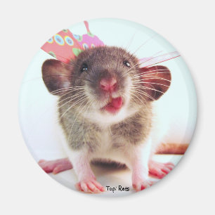 Aimant Silencieux Flutterby Rat