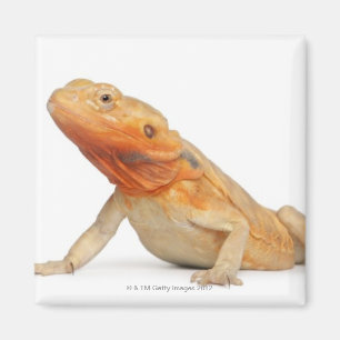 Aimant SilkBacks - Dragon à oreilles sans échelle - Pogon