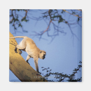 Aimant Singe de Vervet sur la branche d'arbre, Serengeti