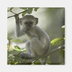 Aimant Singe de Vervet, Zimbabwe
