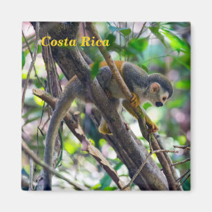 Aimant Singe écureuil à Manuel Antonio NP - Costa Rica