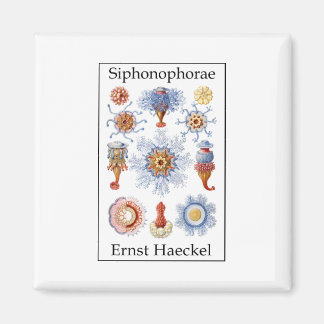 Aimant Siphonophorae par Ernst Haeckel
