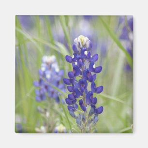 Aimant SJefferson Texas Bluebonnets Series #1