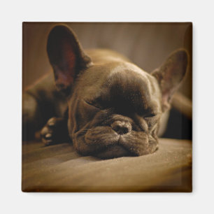 Aimant Sleepy French Bulldog