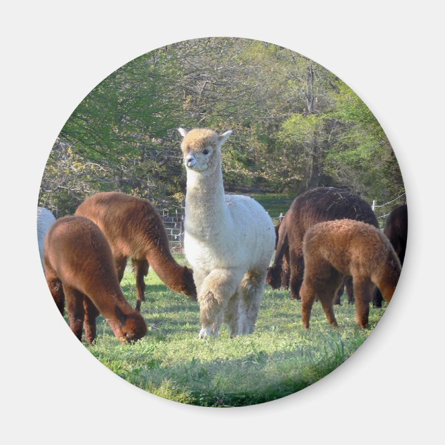 Aimant Sleigh Belle (Devant)