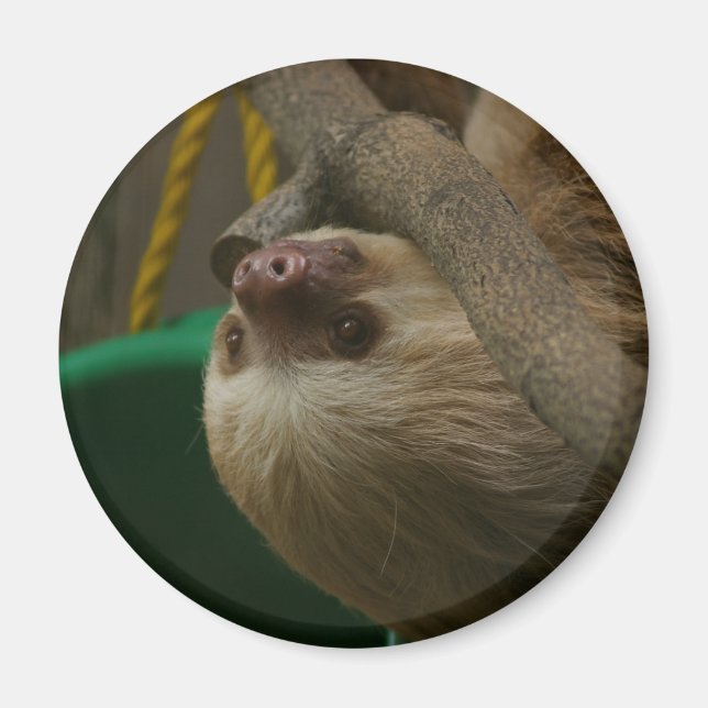 Aimant Sloth (Devant)