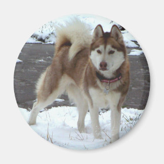 Aimant Snow Husky