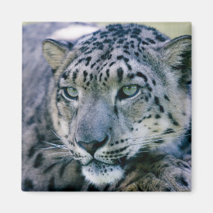 Aimant Snow Leopard closeuse