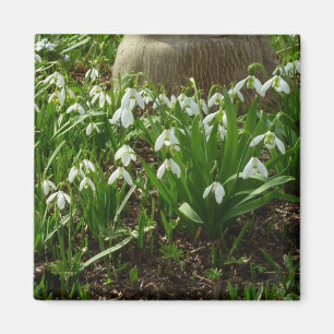 Aimant Snowdrops