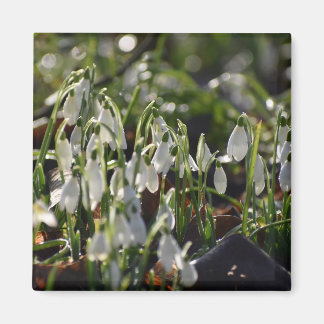 Aimant Snowdrops