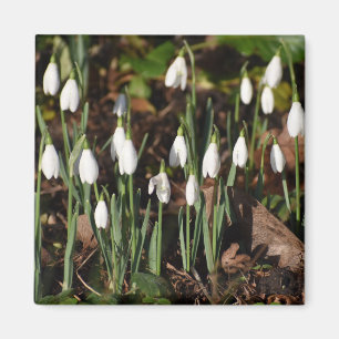 Aimant Snowdrops