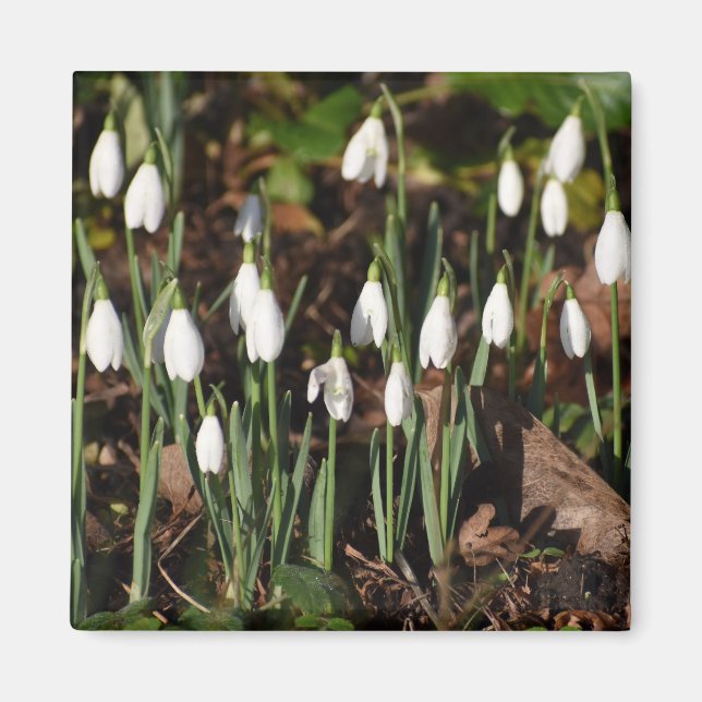 Aimant Snowdrops (Devant)