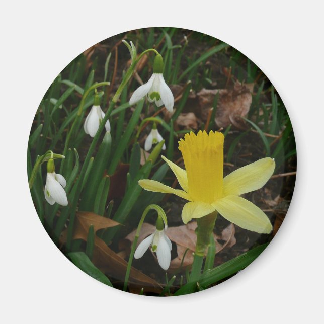 Aimant Snowdrops et Daffodil Spring Floral (Devant)