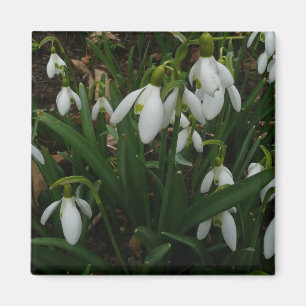 Aimant Snowdrops I