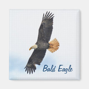 Aimant Soaring Bald Eagle Wildife Photo Art