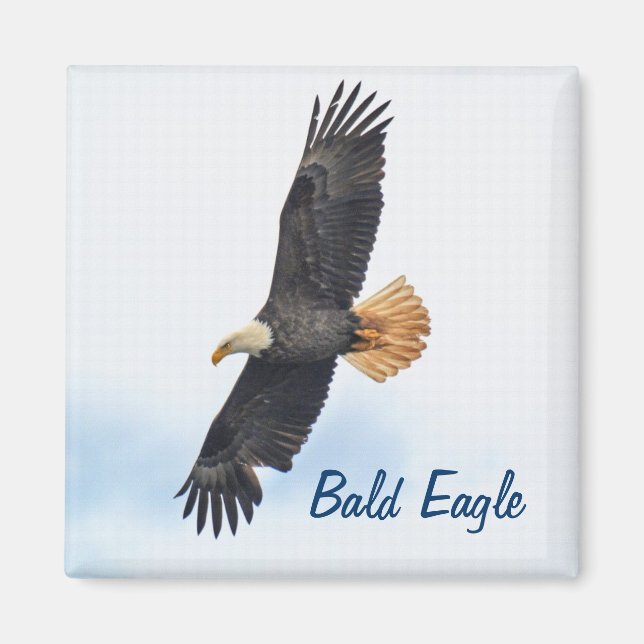 Aimant Soaring Bald Eagle Wildife Photo Art (Devant)