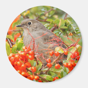 Aimant Solitaire de Townsend sur la Pyracantha