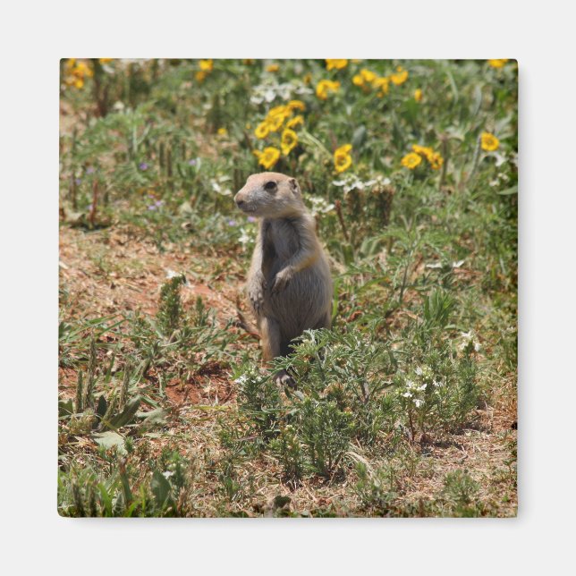Aimant Solo de chien des Prairies (Devant)