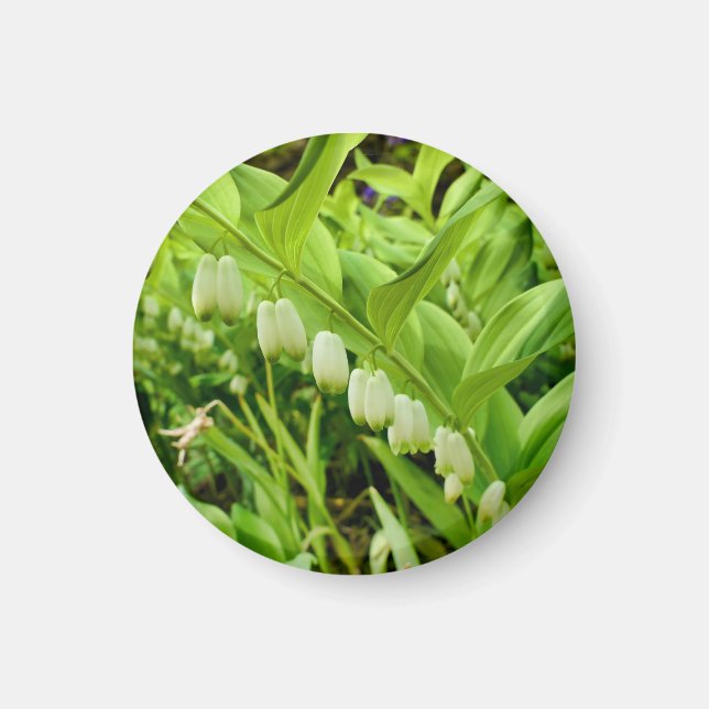 Aimant Solomons Sceau magnétique (Devant)