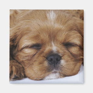 Aimant Sommeil cavalier de chiot d'épagneul du Roi