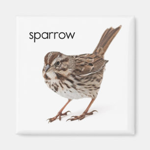 Aimant Song Sparrow