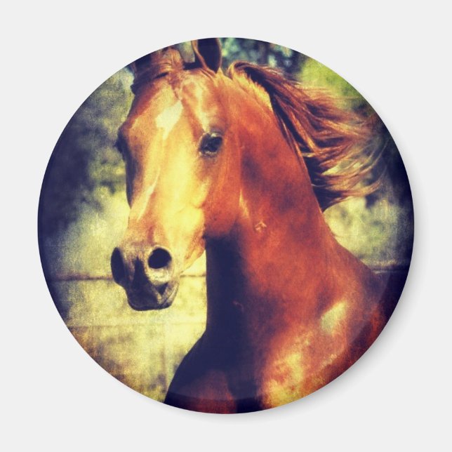 Aimant Sorrel Arabian (Devant)