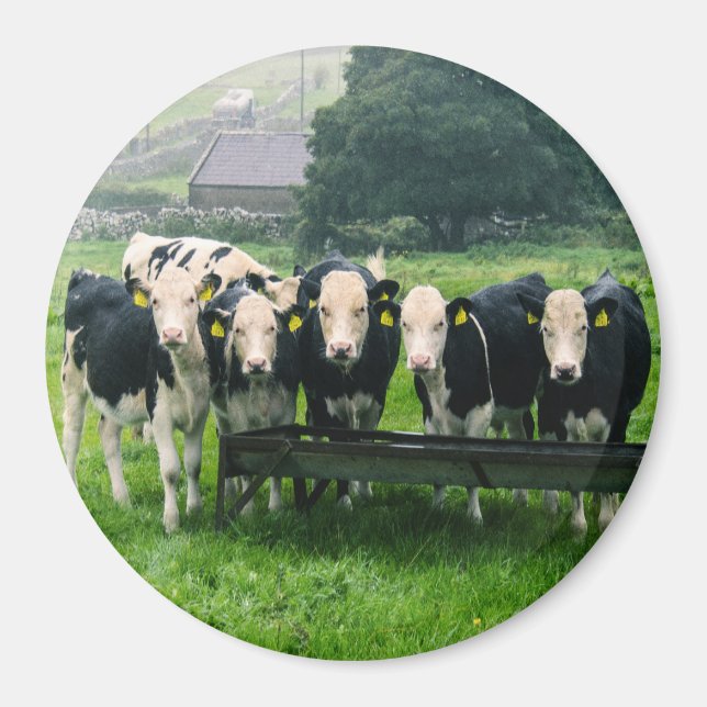 Aimant Souriez s'il vous plaît ! Vaches mignonnes (Devant)
