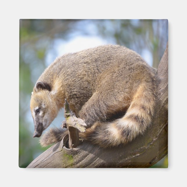 Aimant South American Coati sur la branche Carte postale  (Devant)
