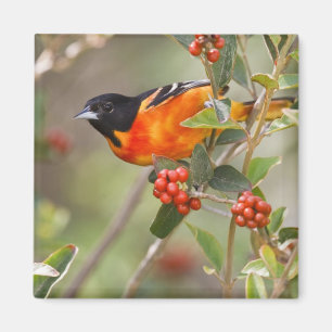 Aimant South Padre Island, Texas, États-Unis, Oriole de B