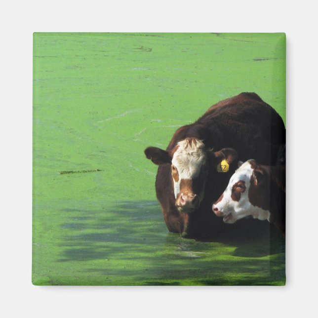 Aimant Spa Bovine (Devant)