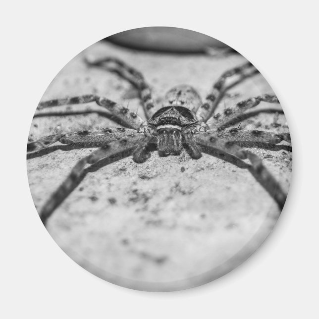 Aimant Spider Huntsman (Devant)