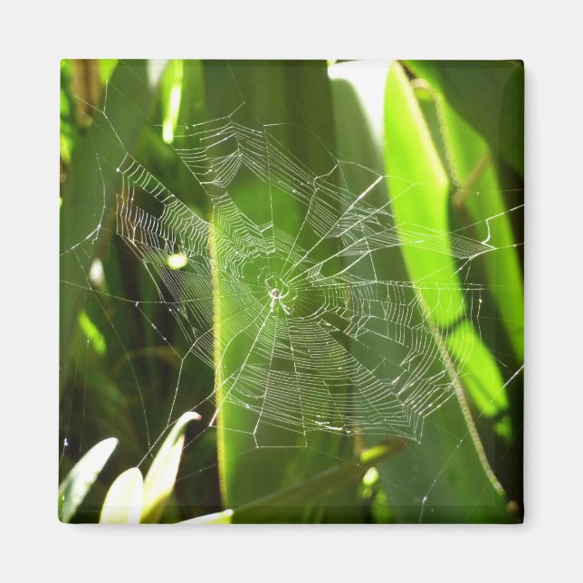 Aimant Spiderweb dans Tropical Leaves Nature (Devant)