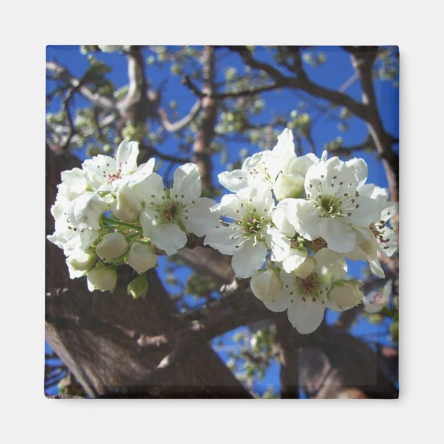 Aimant Spring Flowering Pear Tree (Devant)