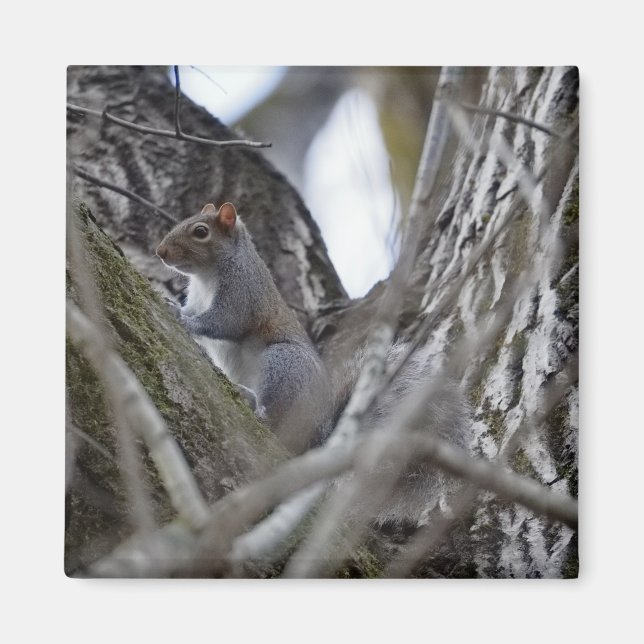Aimant Squirrel_magnet (Devant)