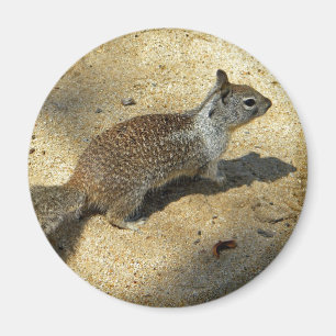 Aimant Squirrell
