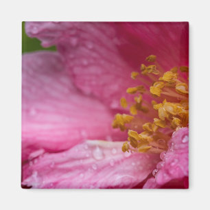 Aimant Stampes à fleurs de Camellia rose