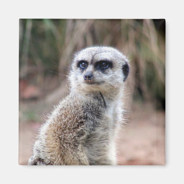 Aimant stare de meerkat (Devant)